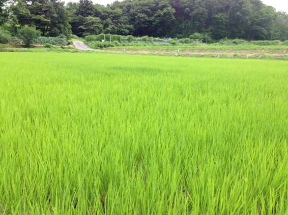 水田と美味しいお米を守る村